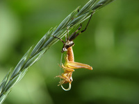 Pholidoptera griseoaptera - Dark Bush-cricket