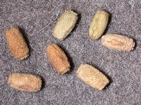 Anisomorpha buprestoides