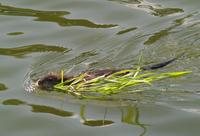 Image of: Ondatra zibethicus (muskrat)