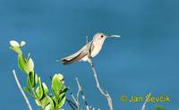 Leucippus fallax - Buffy Hummingbird