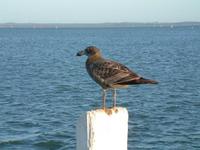 Larus pacificus - Pacific Gull