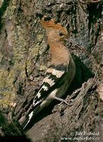 Upupa epops - Eurasian Hoopoe