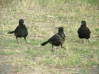 Corcorax melanorhamphos - White-winged Chough