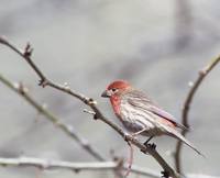 Carpodacus mexicanus - House Finch