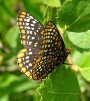 Image of: Euphydryas phaeton