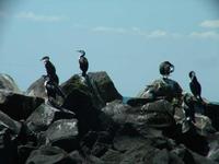 Phalacrocorax fuscescens - Black-faced Cormorant