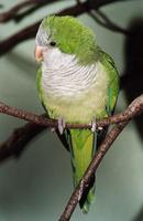 Myiopsitta monachus - Monk Parakeet