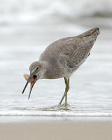 Image of: Emerita, Catoptrophorus semipalmatus (willet)