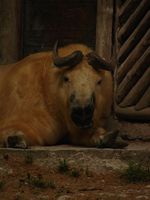 Budorcas taxicolor tibetana - Sichuan Takin