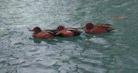 Image of: Anas cyanoptera (cinnamon teal)