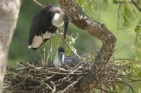 Image of: Ciconia episcopus (woolly-necked stork)