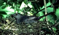 Image of: Dumetella carolinensis (gray catbird)