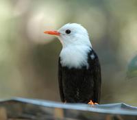 Image of: Hypsipetes leucocephalus (black bulbul)