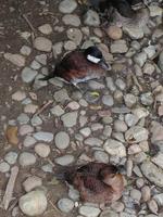 Image of: Oxyura jamaicensis (ruddy duck)