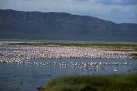 Image of: Phoeniconaias minor (lesser flamingo)
