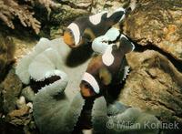 Amphiprion polymnus - Black Saddleback Clownfish
