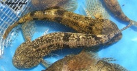 Cottus poecilopus - Alpine Bullhead