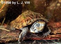 Image of: Sternotherus minor (loggerhead musk turtle)
