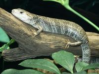 Hemisphaeriodon gerrardii - Gerard´s blue-tongued skink