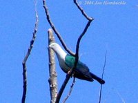 Blue-tailed Imperial Pigeon - Ducula concinna