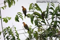 Cinnamon-headed Green Pigeon - Treron fulvicollis