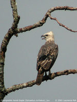 Changeable Hawk Eagle - Spizaetus cirrhatus