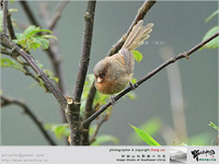 Rusty-throated Parrotbill - Paradoxornis przewalskii