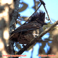 Striated Laughingthrush - Garrulax striatus