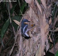 Rufous-chested Flycatcher - Ficedula dumetoria