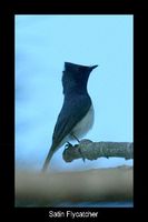 Satin Flycatcher