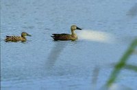 Cape Shoveler - Anas smithii