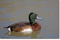 Baer's Pochard - Aythya baeri