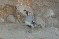 Gambel's Quail - Callipepla gambelii