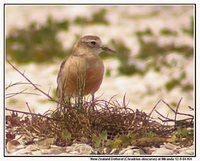 Red-breasted Dotterel - Charadrius obscurus