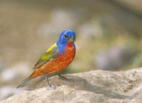 Painted Bunting (Passerina ciris) photo