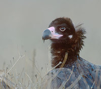 Cinereous (Black) Vulture (Aegypius monachus) photo