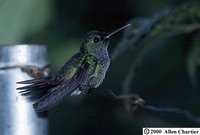 Blue-chested Hummingbird - Polyerata amabilis