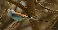 Abyssinian Roller - Coracias abyssinica