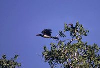 Crowned Hornbill - Tockus alboterminatus