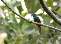 Coppery-chested Jacamar - Galbula pastazae