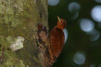 Cinnamon Woodpecker - Celeus loricatus