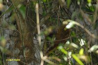 White-throated Woodcreeper - Xiphocolaptes albicollis