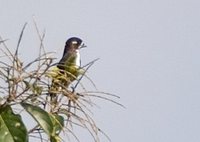 White-browed Purpletuft - Iodopleura isabellae