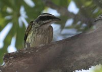 Piratic Flycatcher - Legatus leucophaius