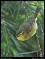 Tickell's Leaf-Warbler - Phylloscopus affinis