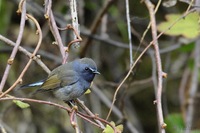 Rufous-gorgeted Flycatcher - Ficedula strophiata