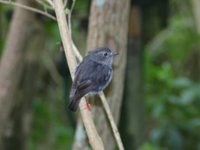 New Zealand Robin - Petroica australis