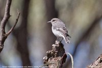 Hooded Robin - Melanodryas cucullata