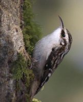 Brown Creeper - Certhia americana