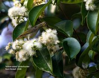 Yellow-eared Spiderhunter - Arachnothera chrysogenys